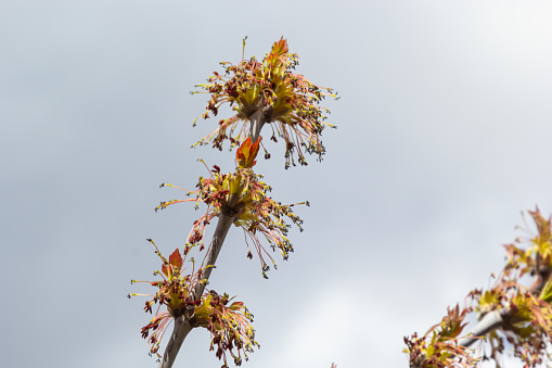 Box Elder, Acer negundo, blossom. Box Elder inflorescence in spring. Close-up.