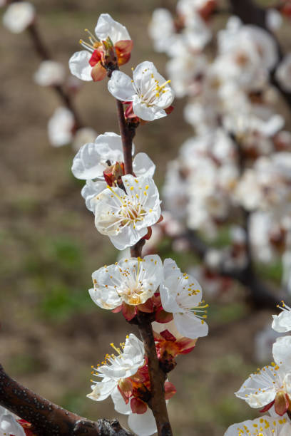 istock Bloom flower apricot tree. Apricot tree flowers with soft focus. Spring white flowers on a tree branch. Apricot tree in bloom 1396627551