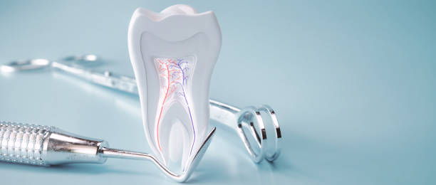 istock Anatomy of a molar tooth - 3D Rendering 1396627561