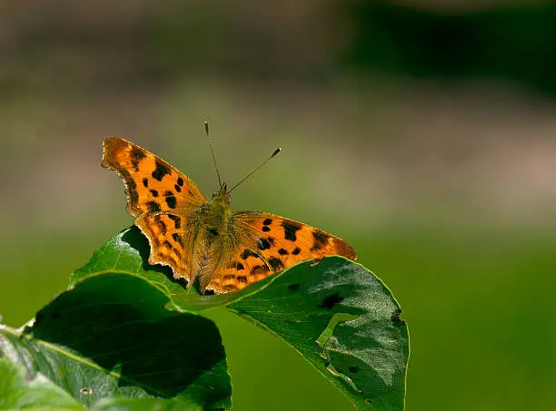 Comma butterfly on a leaf