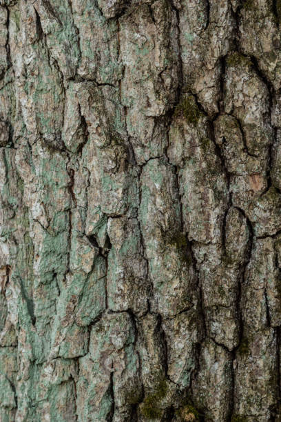 istock close up of the old bark texture pattern in the forest Vintage background 1396627740