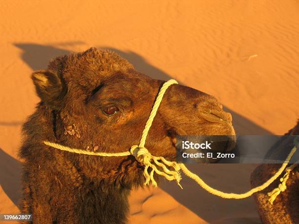 Camelo Feliz Marroquino - Fotografias de stock e mais imagens de Amizade - Amizade, Animal, Ao Ar Livre