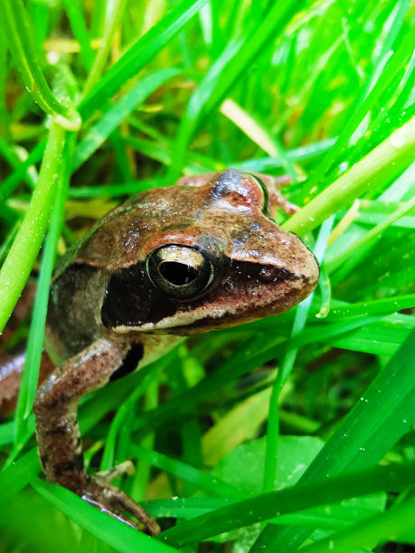 Frog in the meadow