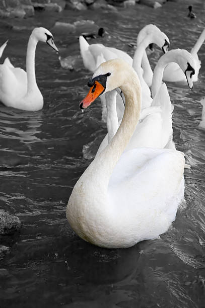 proud swan stock photo