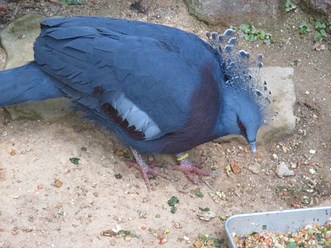 The crowned pigeon is an animal that belongs to the genus Crowned Pigeon in the family Columbidae. The name comes from the large crest on its head, making it a very unique animal. The main habitat of the crowned pigeon is a bird that inhabits from Southeast Asia to Oceania such as Indonesia and Papua New Guinea.