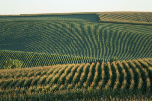 cornfields on the rolling farmland north of Schuyler, Nebraska