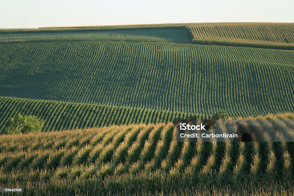 Cornfields, Шуйлер, штат Небраска - Стоковые фото Кукуруза - урожай роялти-фри