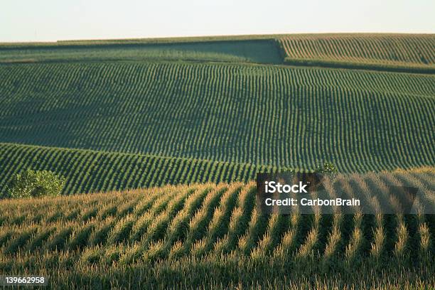 Cornfields Шуйлер Штат Небраска — стоковые фотографии и другие картинки Кукуруза - урожай - Кукуруза - урожай, Поле, Небраска