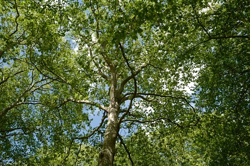 Looking up at a tree in Hyde Park, London
