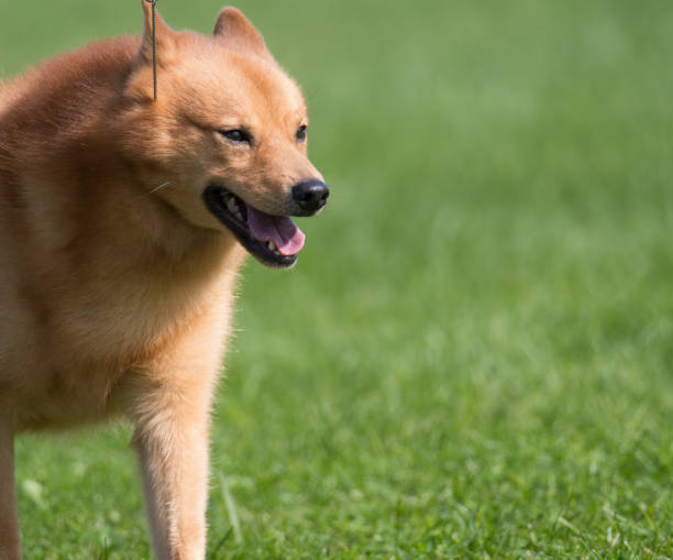 Finnish Spitz walking on grass Finnish Spitz walking into frame from left at dog show finnish spitz stock pictures, royalty-free photos & images