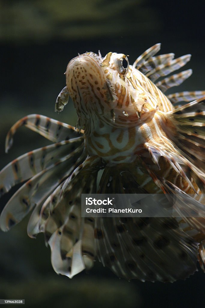 Poisson Tropical - Photo de Branchies libre de droits