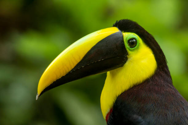 istock Black-mandibled Toucan (Ramphastos ambiguus) head shot. 1396630416