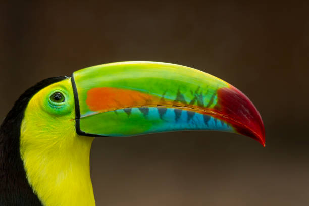 istock Keel-billed Toucan (Ramphastos sulfuratus) head shot. 1396630433