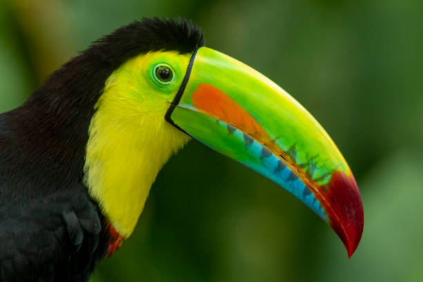 istock Keel-billed Toucan (Ramphastos sulfuratus) head shot. 1396630517