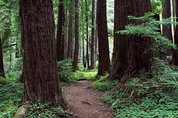 Percorso di foresta - foto stock