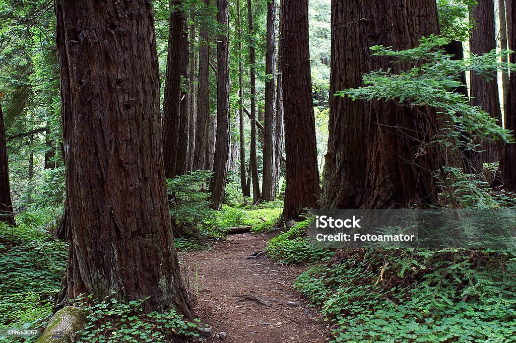 Forest path Trail through Redwood Forest, Limekiln State Park, Big Sur, California Big Sur Stock Photo