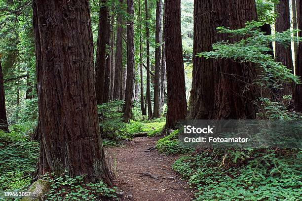 Forest Path Stock Photo - Download Image Now - Big Sur, California, Redwood Forest