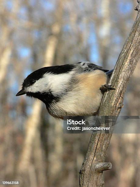 Chickadee Dal Chiuso Nero - Fotografie stock e altre immagini di 2000-2009 - 2000-2009, Alberta, Allerta