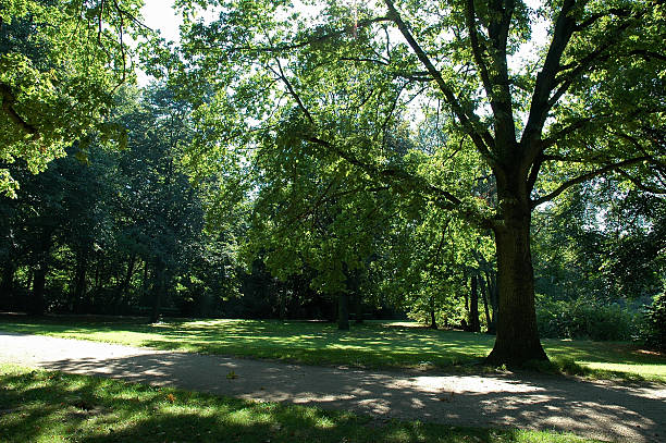 istock In the shadow of the trees 139663167