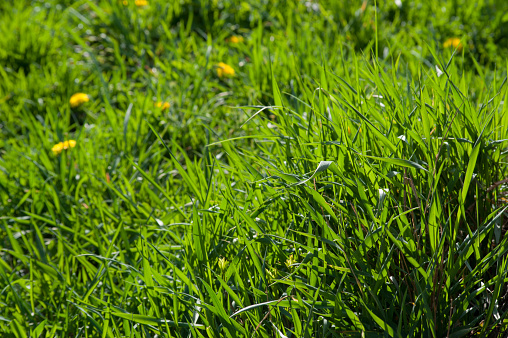 Green spring grass at the meadow, young juicy blades of grass in the sun.