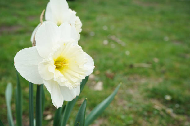 Daffodils in a sunny spring garden, space for text, close-up. Narcissus flower.