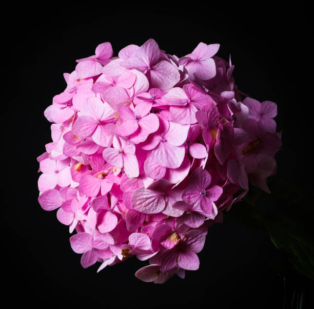 Pink Hydrangea Flower on a Black Backdrop