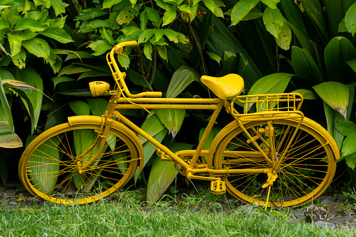 Old bicycle standing in grass in front of a tropical rainforest.