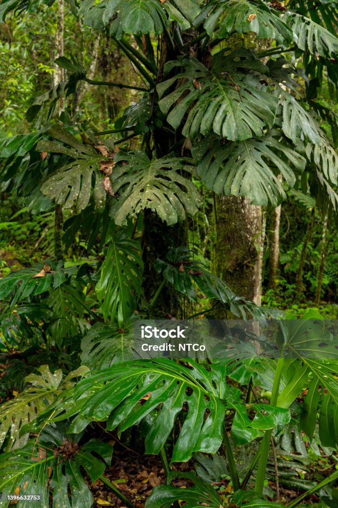 Monstera deliciosa - Swiss cheese plant in cloud forest, Manizales, Colombia Tree Trunk Texture Surrounded By Monstera Leaves (Giant Cedar) - stock photo Atlantic Ocean Stock Photo