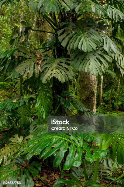 Monstera Deliciosa Swiss Cheese Plant In Cloud Forest Manizales Colombia Stock Photo - Download Image Now