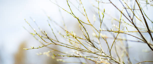istock An open chestnut bud on a tree branch on a blurry background. Young spring shoots conkers closeup 1396632928