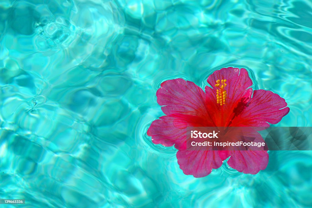 Tropical d'Hibiscus sur l'eau - Photo de Beauté libre de droits