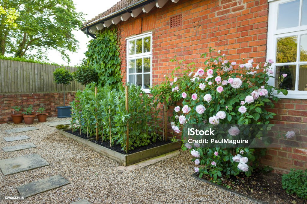 Garden with hard landscaping an rose bush, UK Small English garden with hard landscaping, gravel, raised bed and rose bush, UK Back Yard Stock Photo