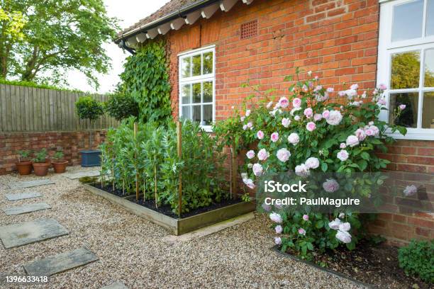 Garden With Hard Landscaping An Rose Bush Uk Stock Photo - Download Image Now - Back Yard, Rose - Flower, Small