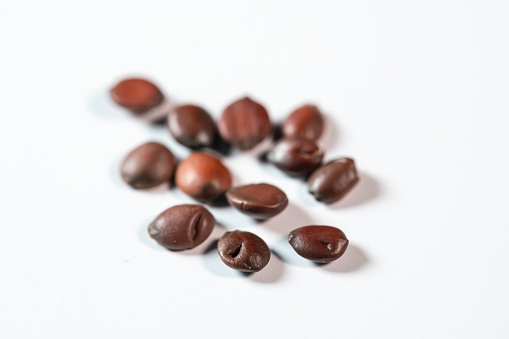A set of photos. Ripe chestnuts levitate on a white background.