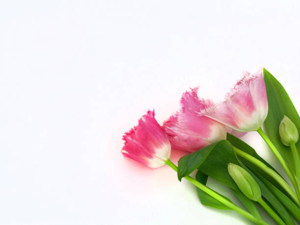 five tulips on a white background with a copy of the space.