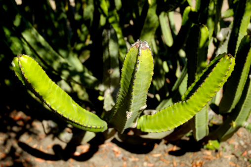 Detail of a spiney cactus plant