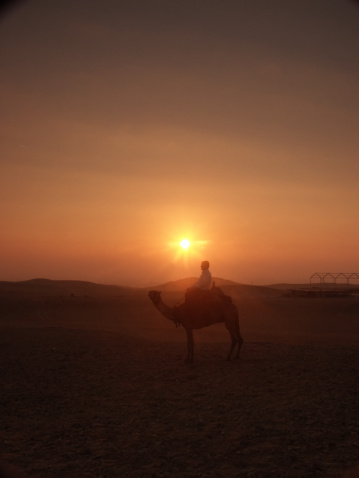 Camel with driver at sunrise near Cairo in Egypt.