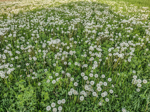 fluffy white dandelion flowers in the spring - Romania