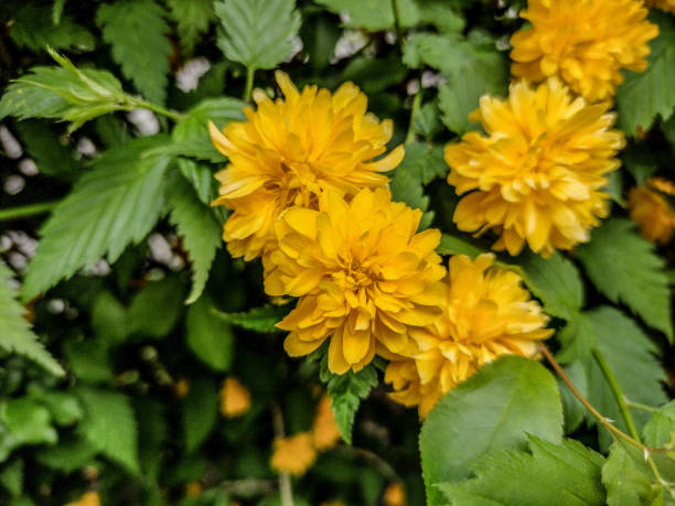 istock Japanese kerria (Kerria japonica) flower in the spring 1396634889