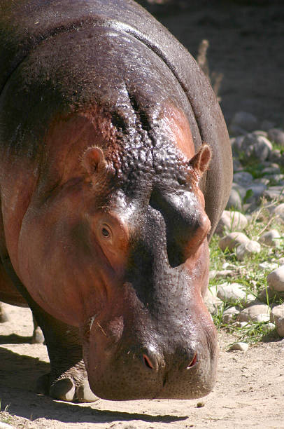 istock Hippo at the Zoo 139663489