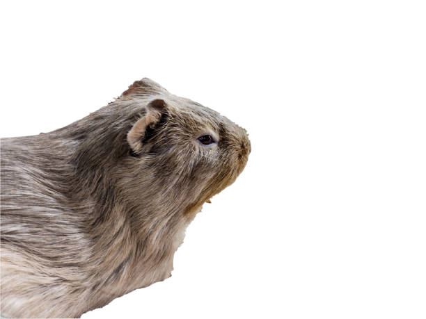 guinea pig isolated on white background
