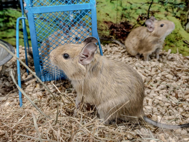 istock degu squirrels in a pen - animals 1396635003
