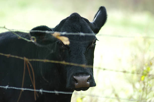 istock Cow behind Barbed Wire fence 139663552