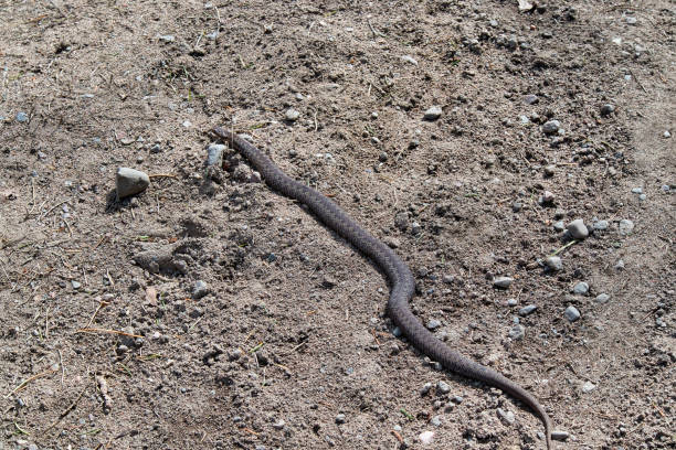 istock Vipera berus, the common European adder, Finland Europe 1396636250