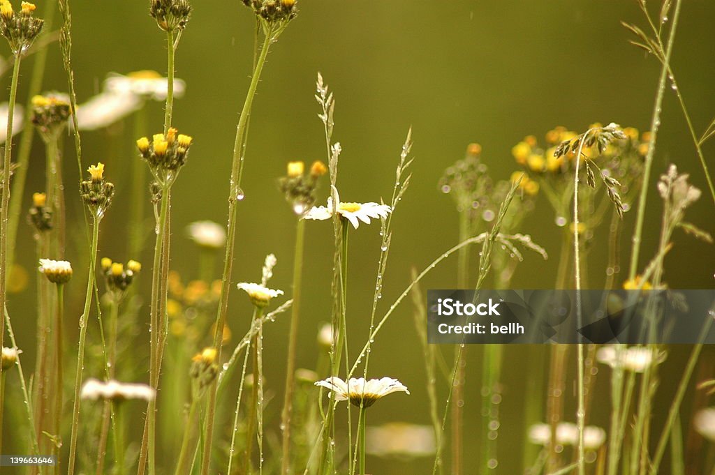 Wildflowers - Royalty-free Amarelo Foto de stock