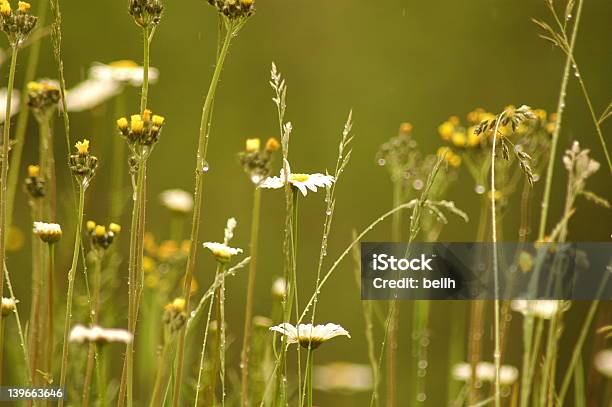 Wildflowers - Fotografias de stock e mais imagens de Amarelo - Amarelo, Ao Ar Livre, Cena Rural