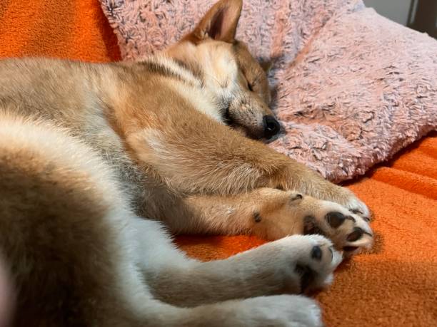 istock Sleepy Shiba Inu 1396638882