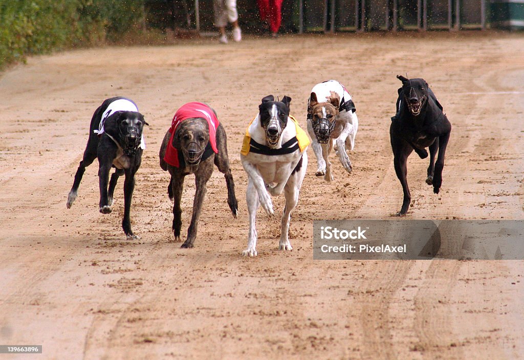 Greyhounds - Zbiór zdjęć royalty-free (Biegać)