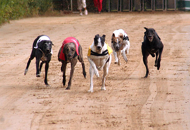 Greyhounds - fotografia de stock