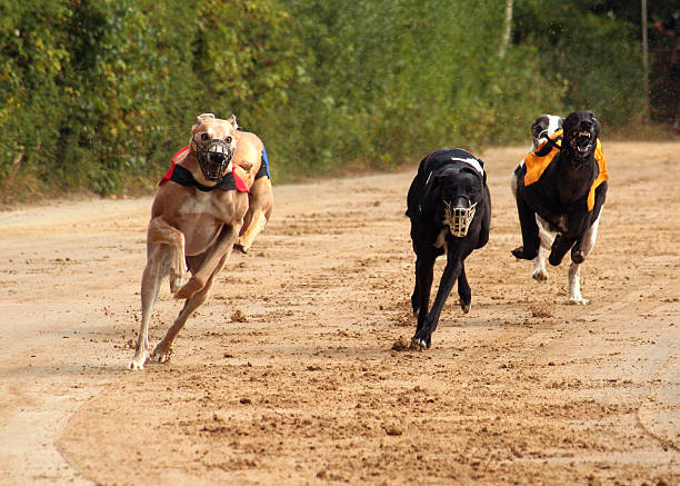 Greyhounds - fotografia de stock